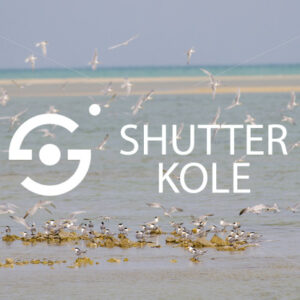 sterninae - ShutterKole