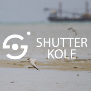 sterninae - ShutterKole