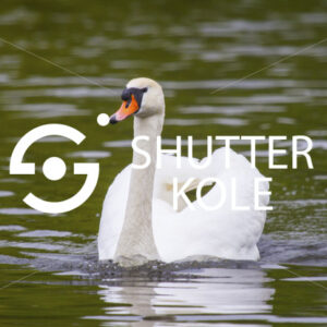 swan - ShutterKole