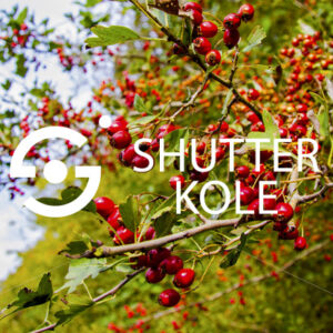 sweet briar - ShutterKole