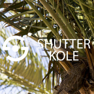 tit bird - ShutterKole
