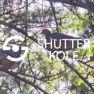 turtledoves - ShutterKole