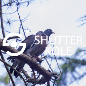 turtledoves - ShutterKole