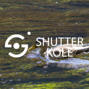 wild duck - ShutterKole
