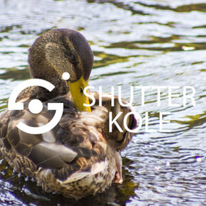 wild duck - ShutterKole