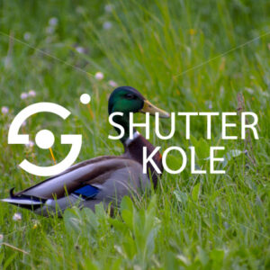 wild duck - ShutterKole