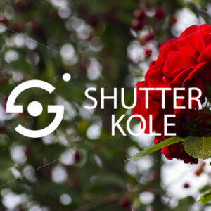 Red rose - ShutterKole