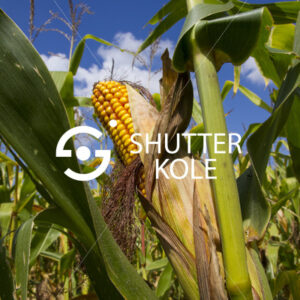 corn - ShutterKole