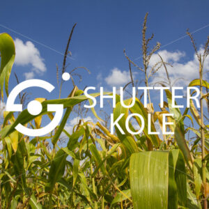 corns - ShutterKole