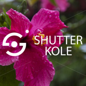 flower - ShutterKole