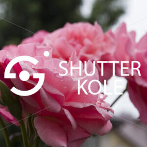 roses - ShutterKole
